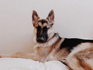 Meet your Posher, Hailey